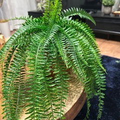 フェイクグリーンの画像