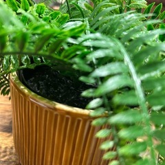 フェイクグリーンの画像