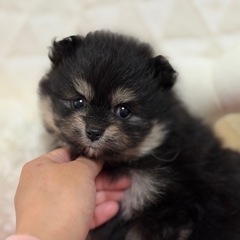 ポメラニアン生まれました❣️