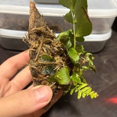 採取植物板付の画像