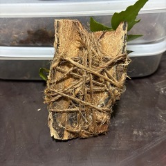 採取植物板付の画像