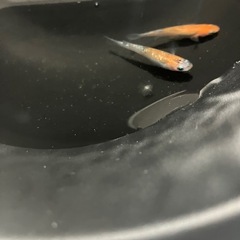 三色ラメメダカ有精卵20個＋aの画像