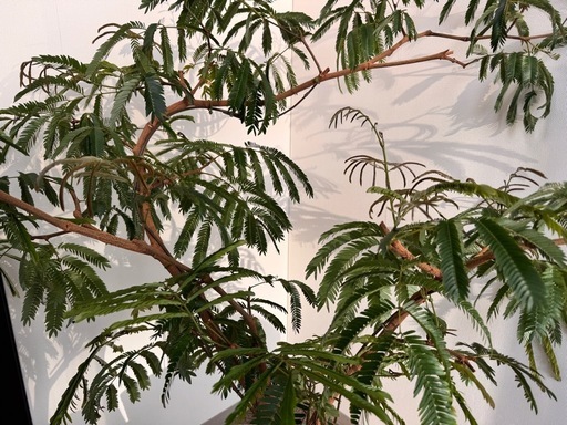 観葉植物　造形エバーフレッシュ元気！　約1.2メートル　陶器鉢付き！常識範囲でお値引き可能