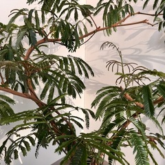 観葉植物　造形エバーフレッシュ元気！　約1.2メートル　陶器鉢付き！の画像