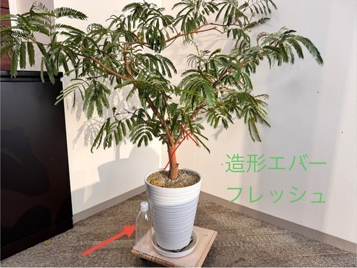 観葉植物　造形エバーフレッシュ元気！　約1.2メートル　陶器鉢付き！常識範囲でお値引き可能