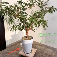 観葉植物　造形エバーフレッシュ元気！　約1.2メートル　陶器鉢付き！の画像