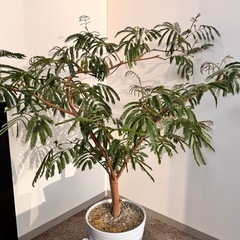 観葉植物　造形エバーフレッシュ元気！　約1.2メートル　陶器鉢付き！の画像