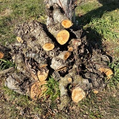 2026年 NO9 薪用りんごの玉切り軽トラ一台分 福島市飯坂引取り限定  の画像