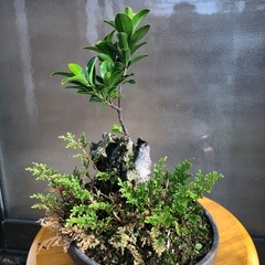 ミニ盆栽　
石造ガジュマル2の画像