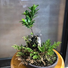 ミニ盆栽　
石造ガジュマル2の画像
