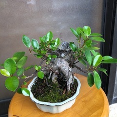 ミニ盆栽　ガジュマル3の画像