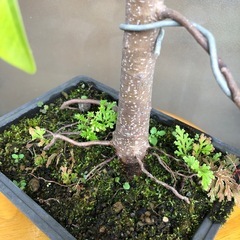 ミニ盆栽　ガジュマル5の画像