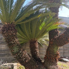 庭木　存在感のある【ソテツ】の画像