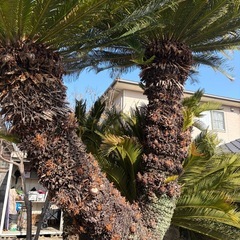 庭木　存在感のある【ソテツ】の画像