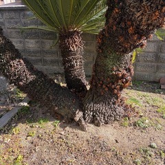 庭木　存在感のある【ソテツ】の画像