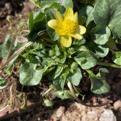 姫リュウキンカ　苗の画像