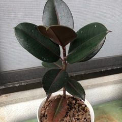 フィカス　ゴムの木の画像