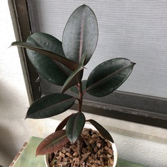 フィカス　ゴムの木の画像