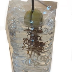 アボガドの苗の画像