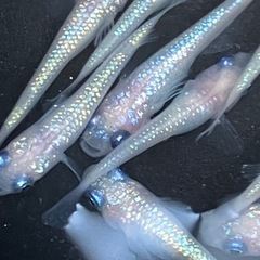 (問い合わせ中)ピンチューン　メダカ　若魚　１５匹　の画像