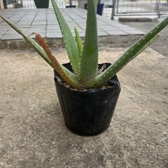 アロエベラの画像