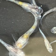 🌸桜餅　メダカ　稚魚〜若魚　１０匹の画像