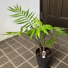 テーブルヤシの画像