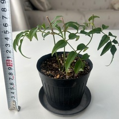 植物　ハゴロモジャスミン　鉢ごとの画像