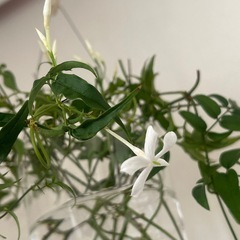 植物　ハゴロモジャスミン　鉢ごとの画像