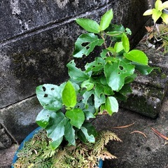 ハイビスカスの画像