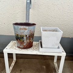 鉢3つ/ガーデニング/観葉植物の画像