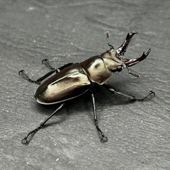 【レア!!】キンオニクワガタ　　♂単品32.1mm（親38mm）の画像