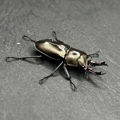 【レア!!】キンオニクワガタ　　♂単品32.1mm（親38mm）の画像