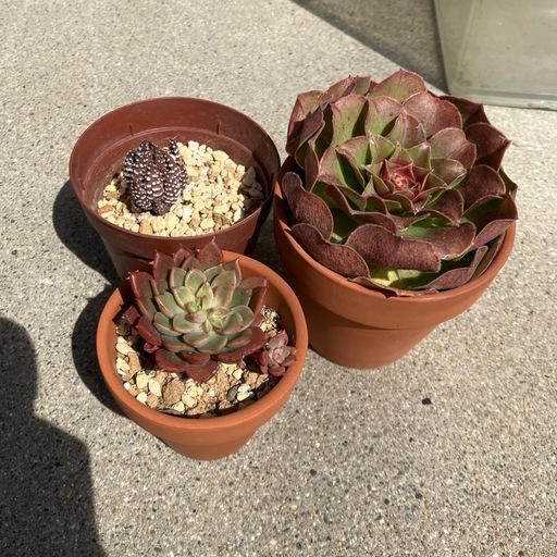 多肉植物セット (こもきち) 菰野のその他の中古あげます・譲ります 