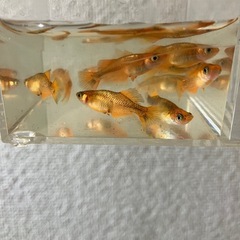 メダカ　乙姫　5ペアの画像