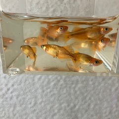 メダカ　乙姫　5ペアの画像