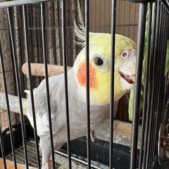 【迷子のオカメインコ探しています】