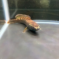 スネークヘッド🐠15センチの画像