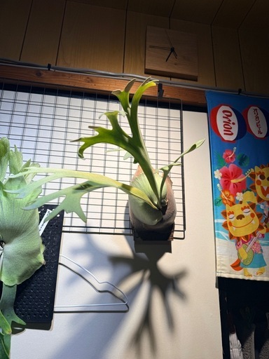 ビカクシダ 観葉植物