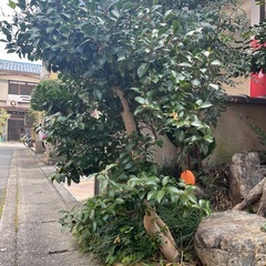 サザンカ？ツバキ？　他　直植え　植物　土　庭石　植木鉢の画像