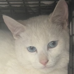 甘えんぼくんの里親さんを探しています！