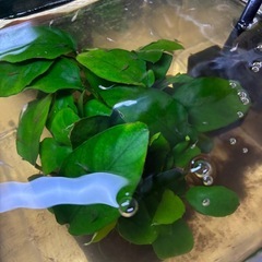 メダカ稚魚お譲りします🐟✨チェリーシュリンプの赤ちゃんもいます🦐の画像