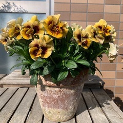 パンジー　マシェリマダム
の画像