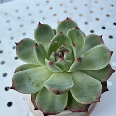 コロラータリンゼアナの画像