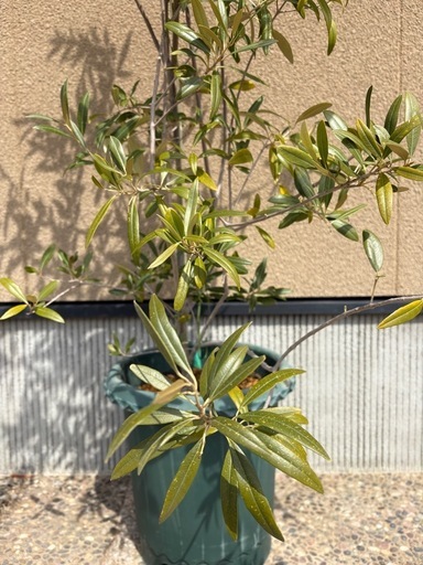オリーブの木　鉢付き　170㎝　植替済み