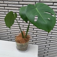 【希少・実生】モンステラ・タウエリー（種から育てた丈夫な株）の画像