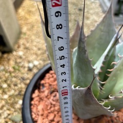 アガベ　パラサナの画像