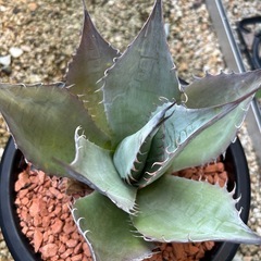 アガベ　パラサナの画像