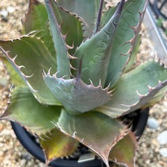 アガベ　オバティサナシースターの画像