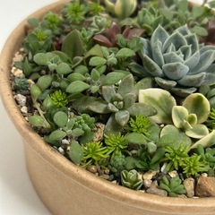 多肉植物　寄せ植え　多肉丼の画像